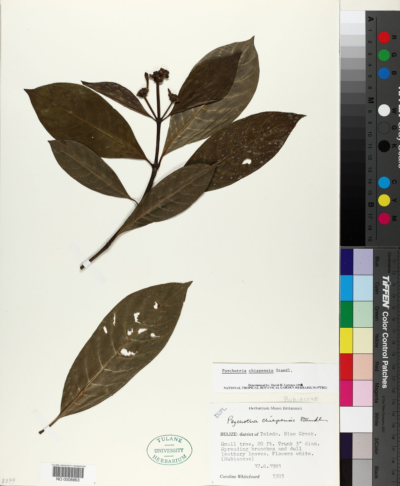 Palicourea tetragona image