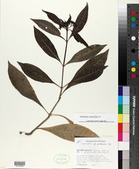 Psychotria tenuifolia image