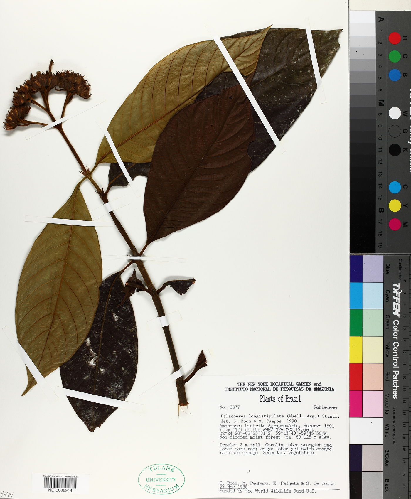 Palicourea longistipulata image