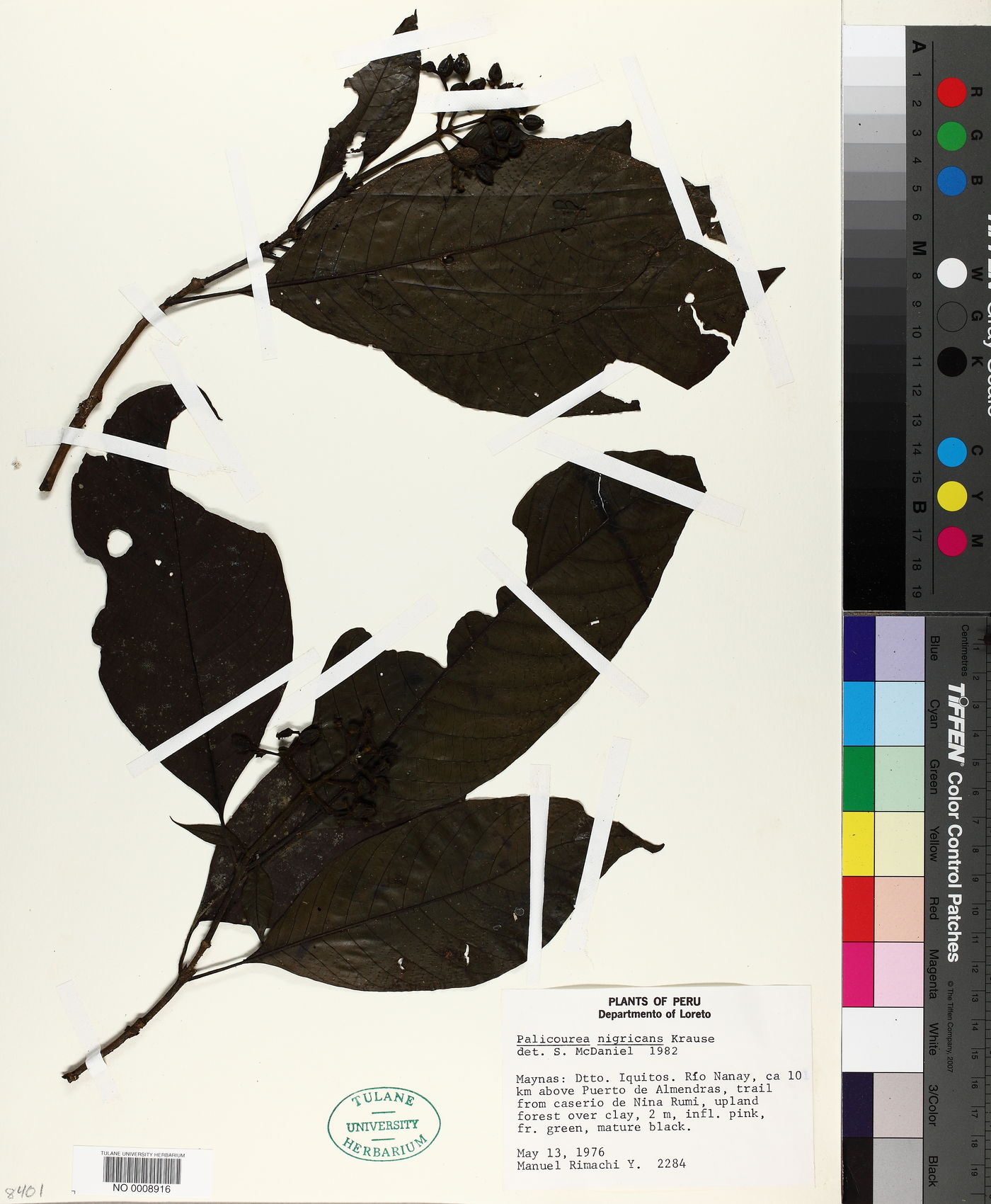Palicourea lachnantha image