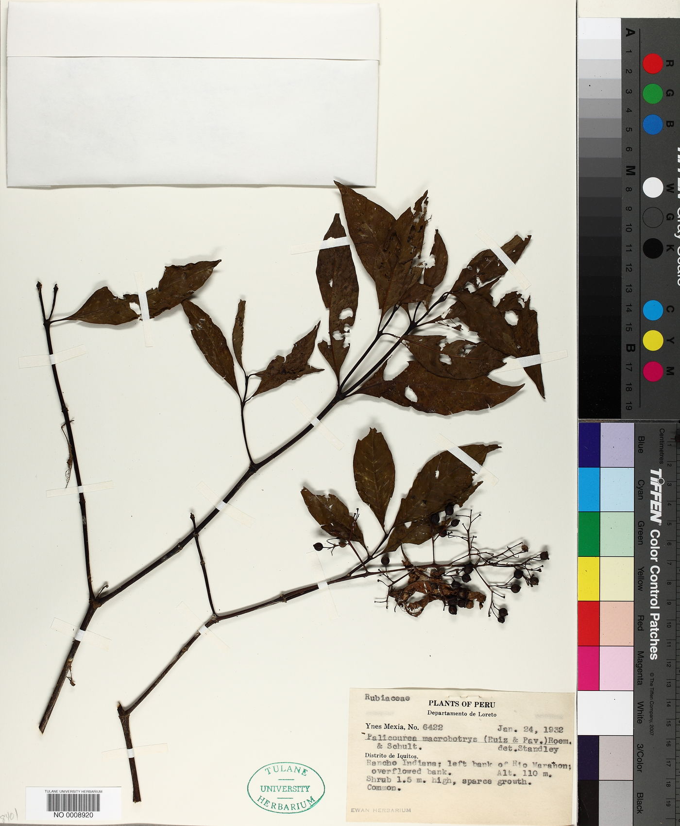 Palicourea macrobotrys image