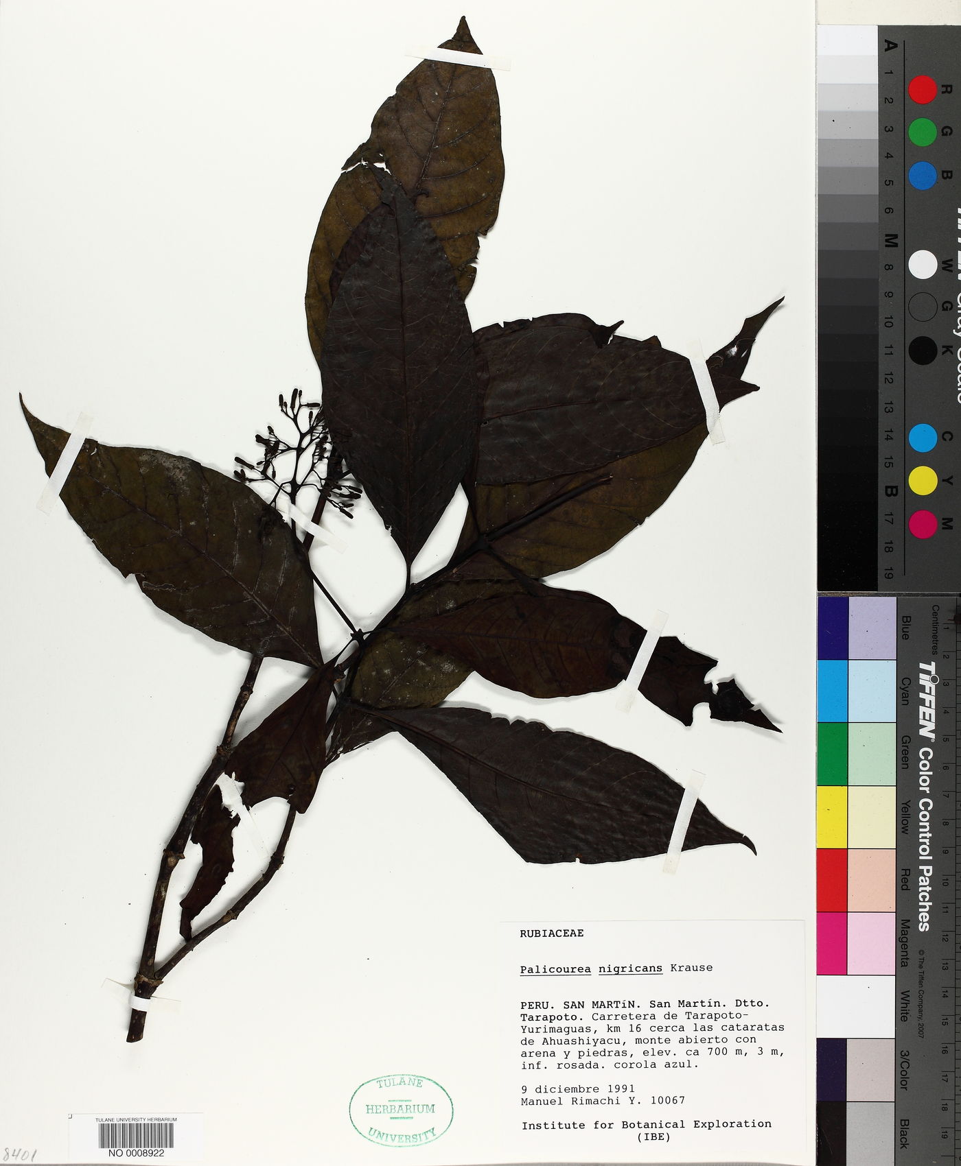 Palicourea nigricans image