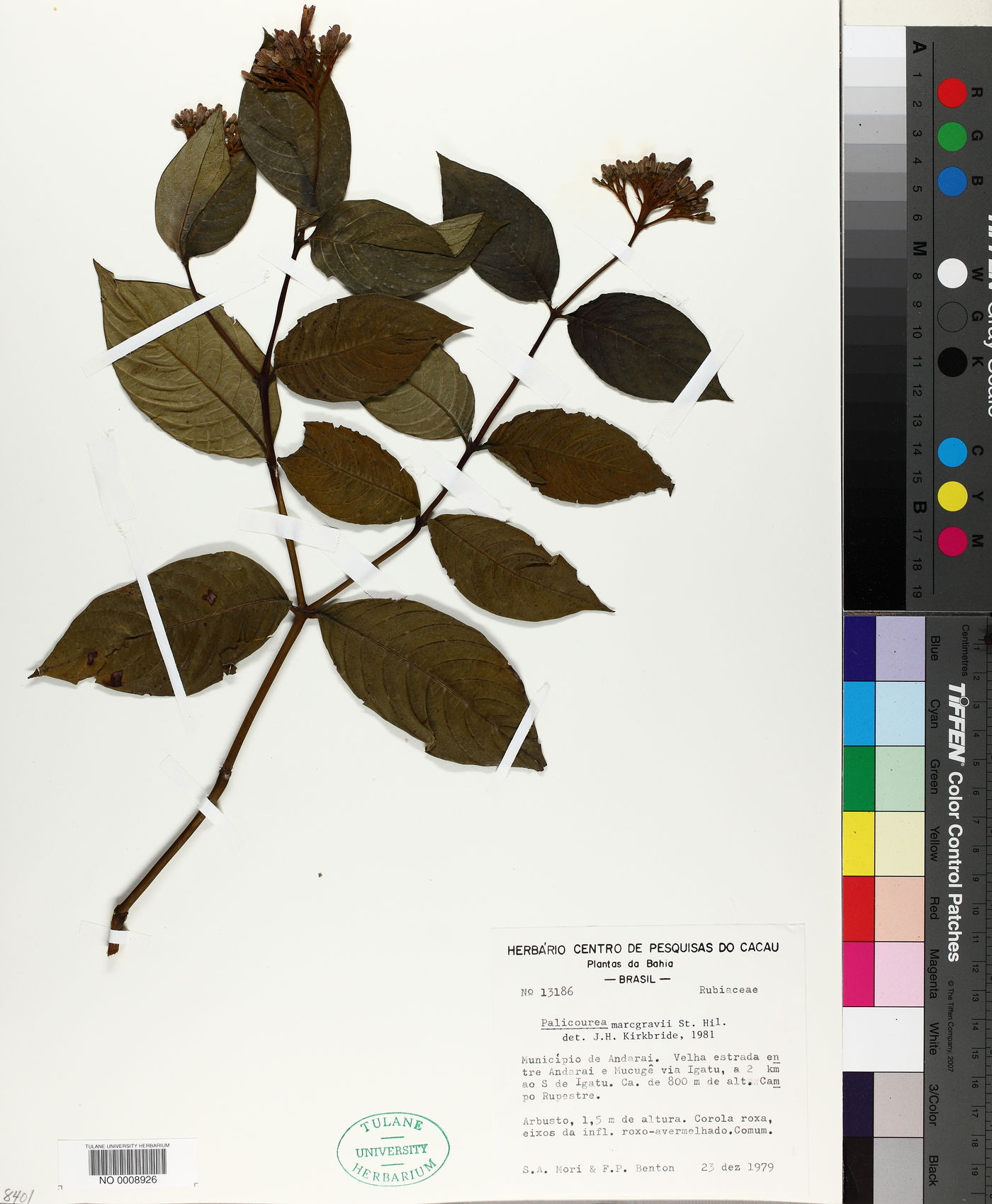 Palicourea vacillans image