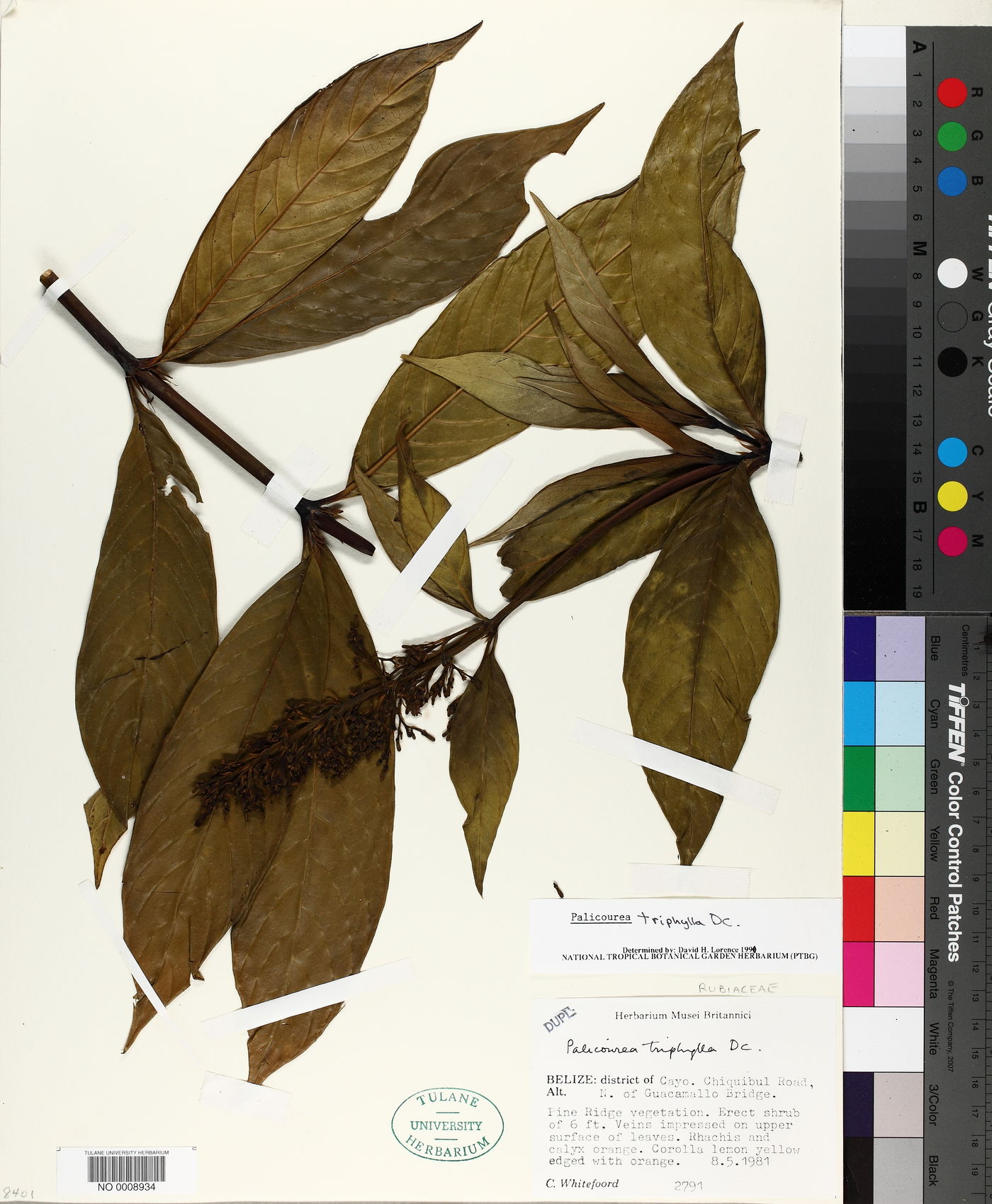 Palicourea triphylla image
