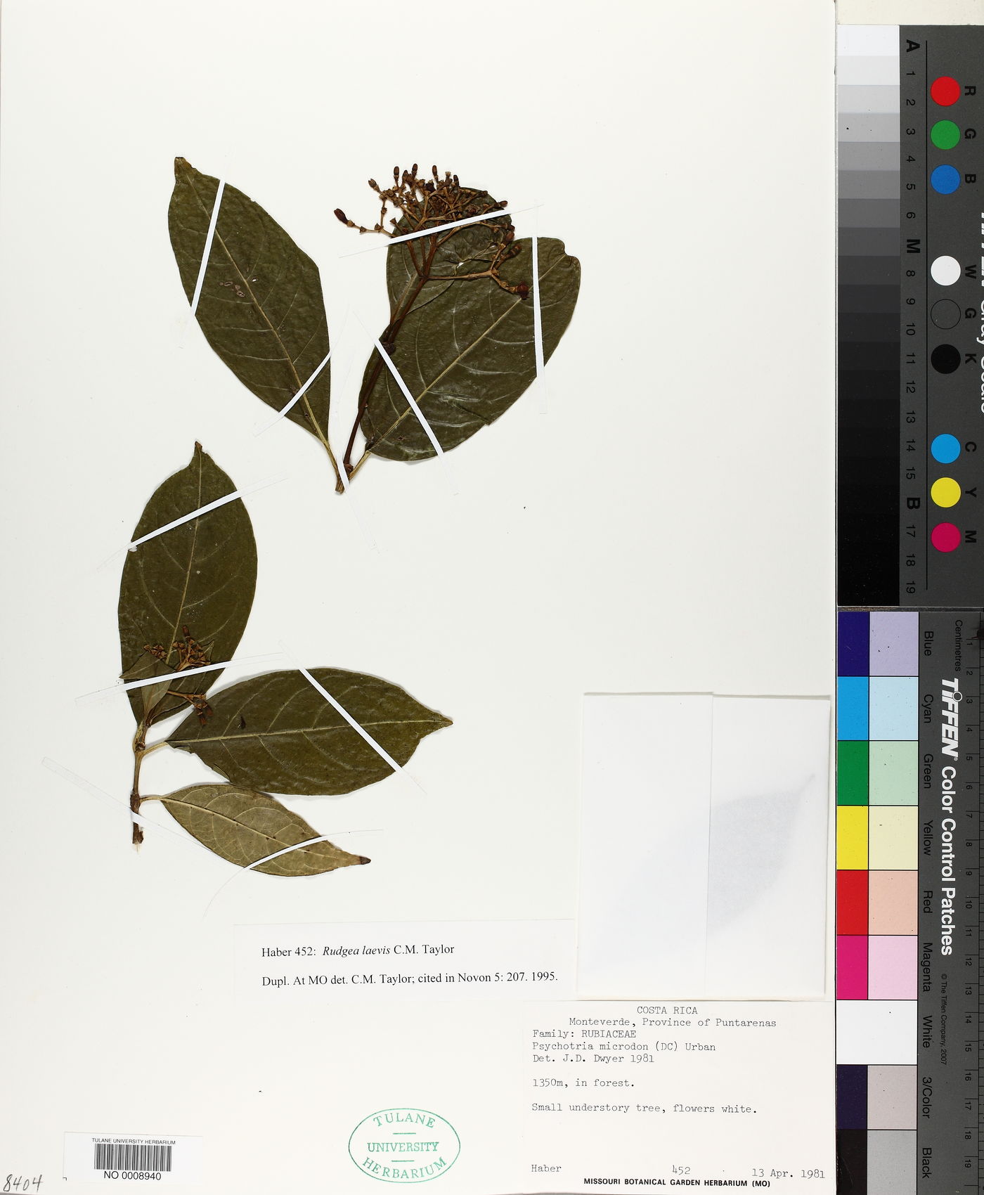 Rudgea laevis image