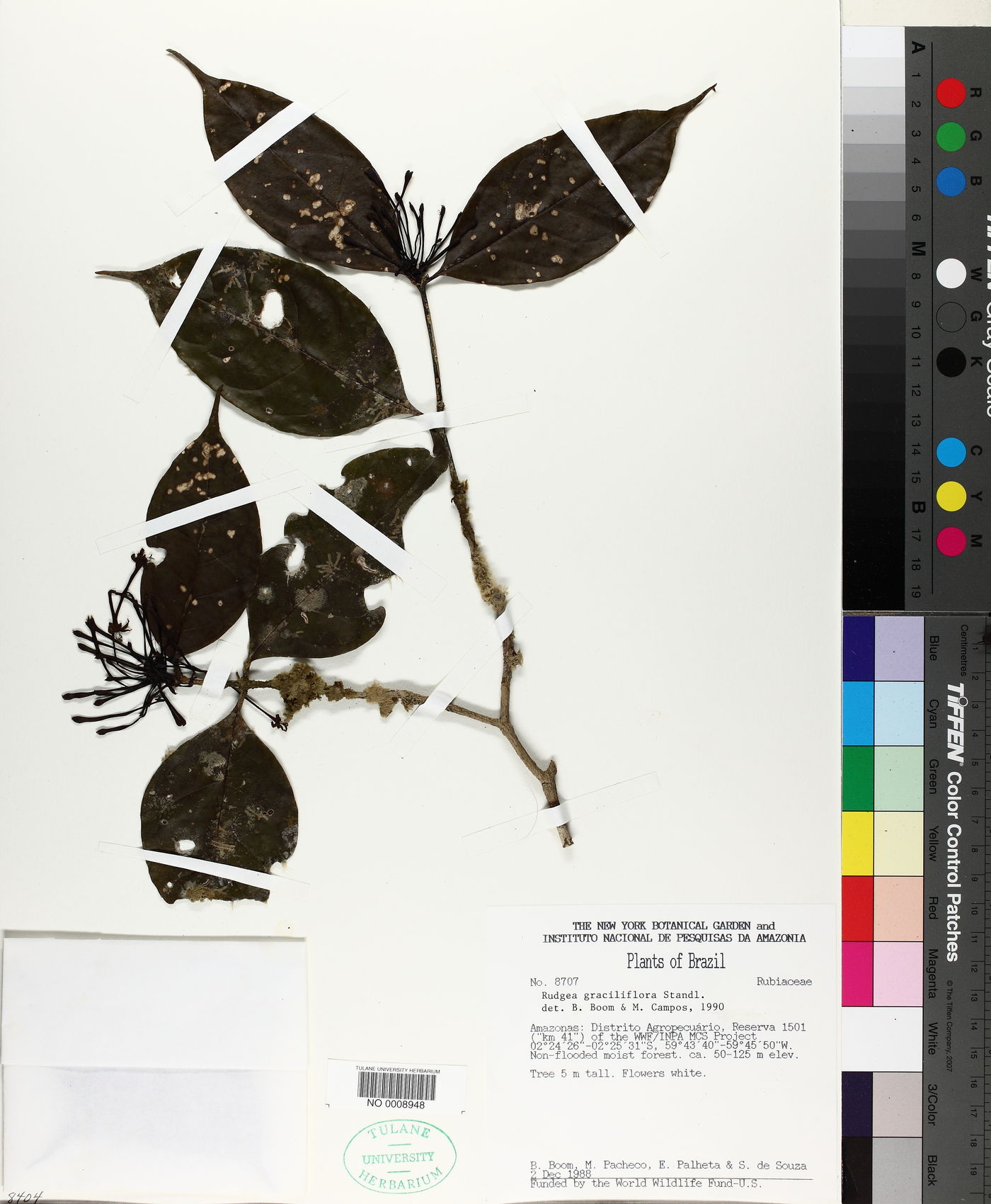 Rudgea graciliflora image