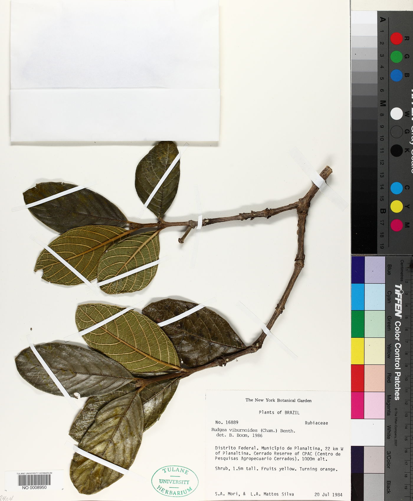 Rudgea viburnoides image