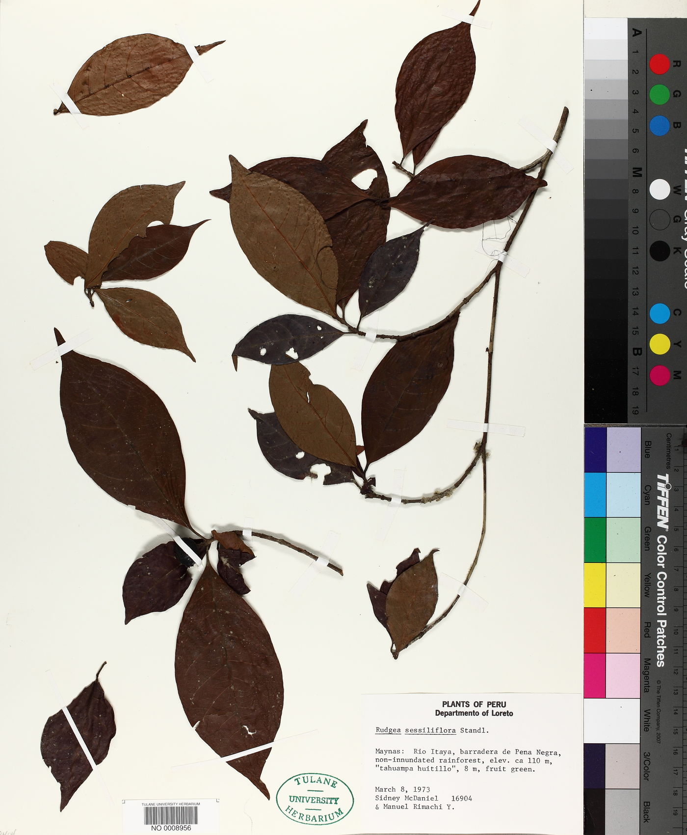 Rudgea panurensis image