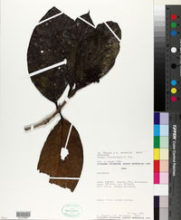 Image of Rudgea lanceifolia