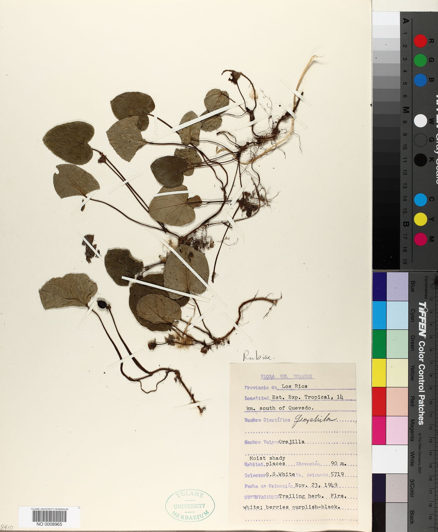 Geophila image