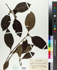 Image of Psychotria hastisepala