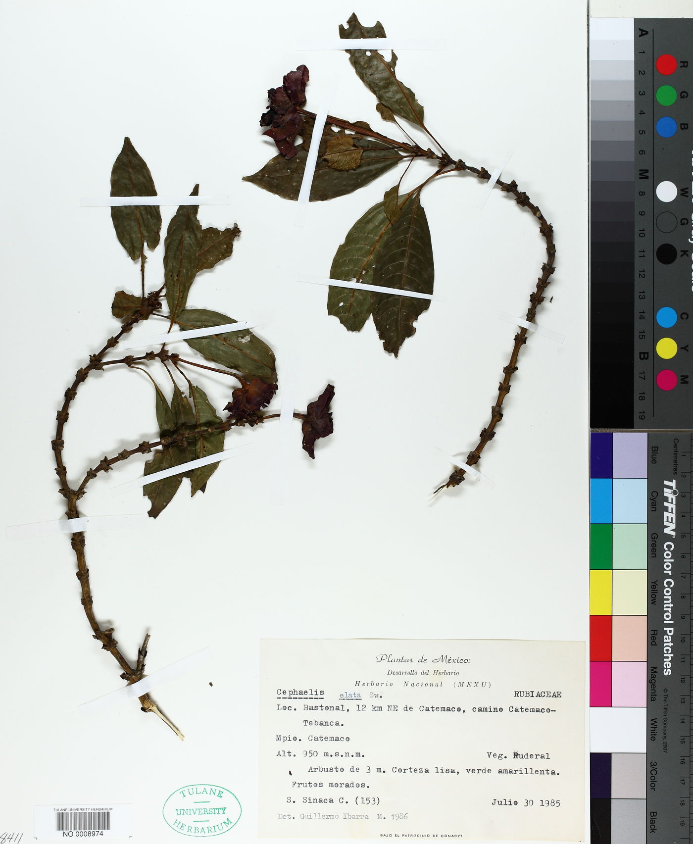 Palicourea elata image