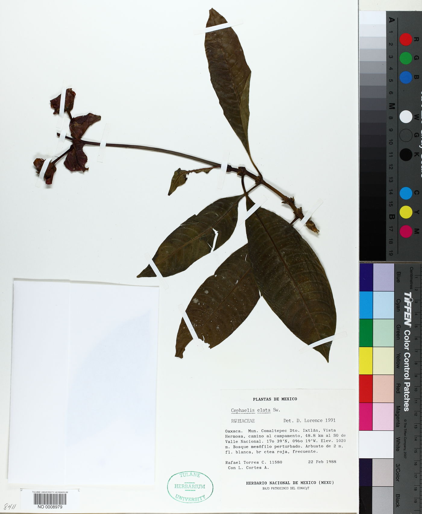 Palicourea elata image