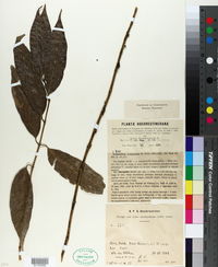 Image of Lasianthus purpureus
