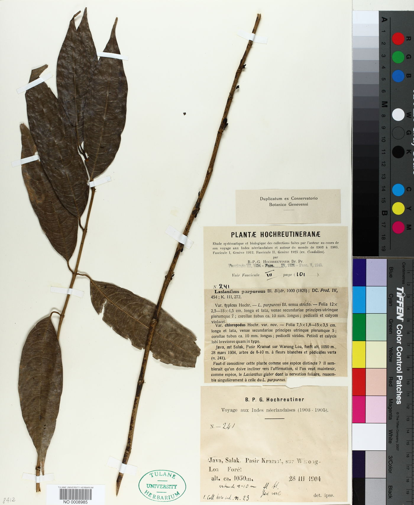 Lasianthus purpureus image