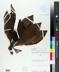 Image of Pagamea coriacea