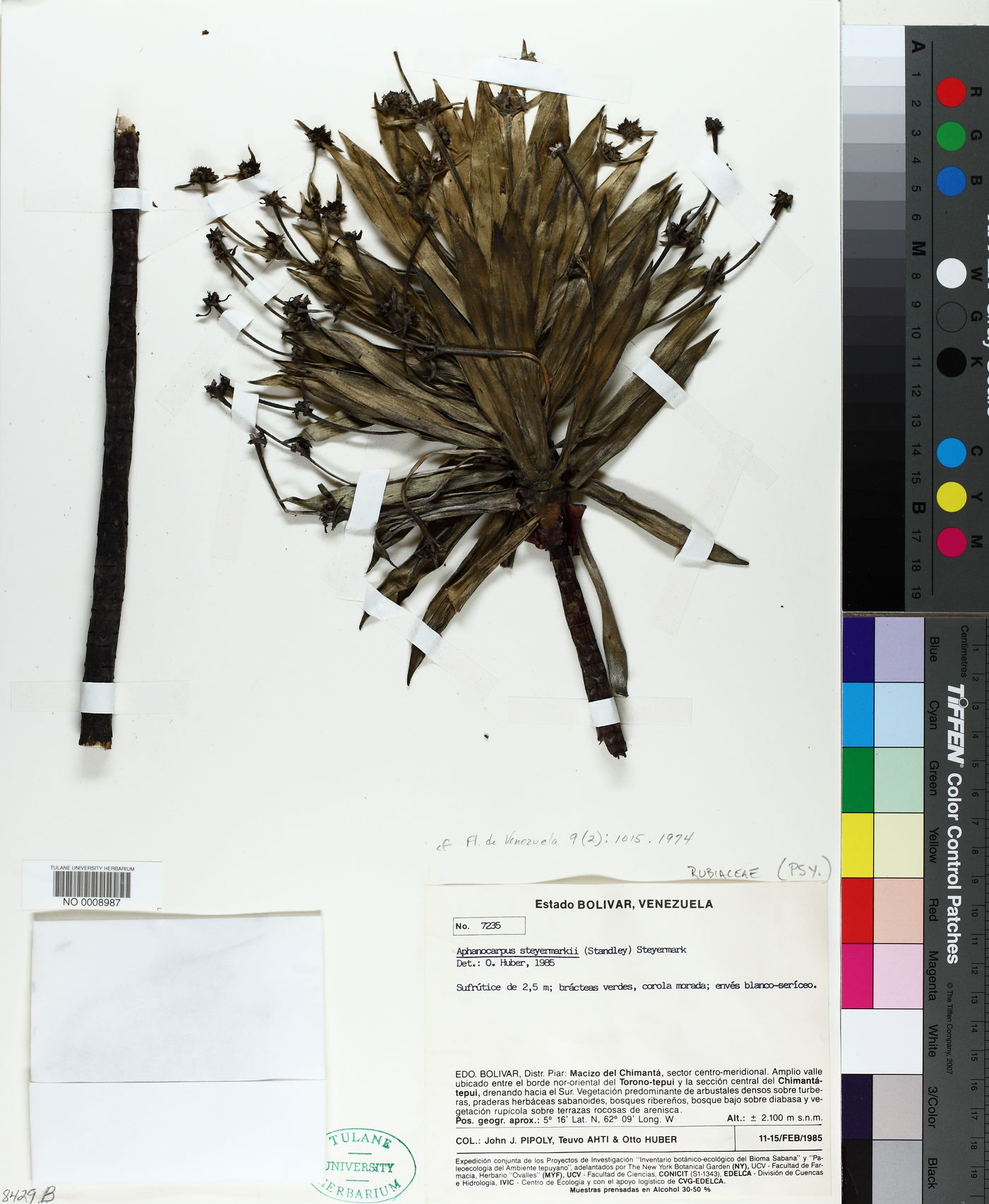 Aphanocarpus image