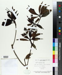 Image of Pagamea guianensis