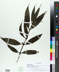 Image of Lasianthus chevalieri