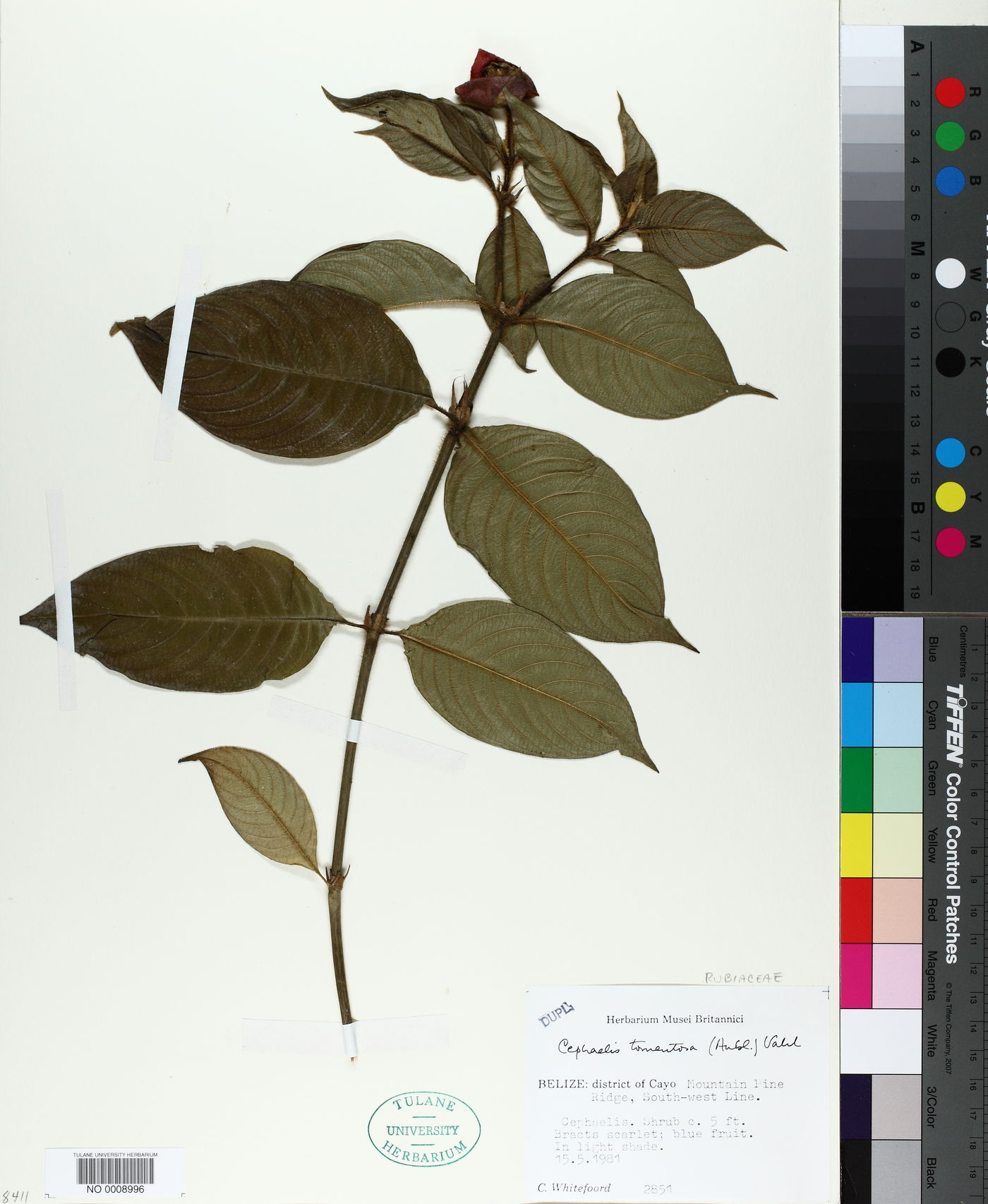 Palicourea tomentosa image