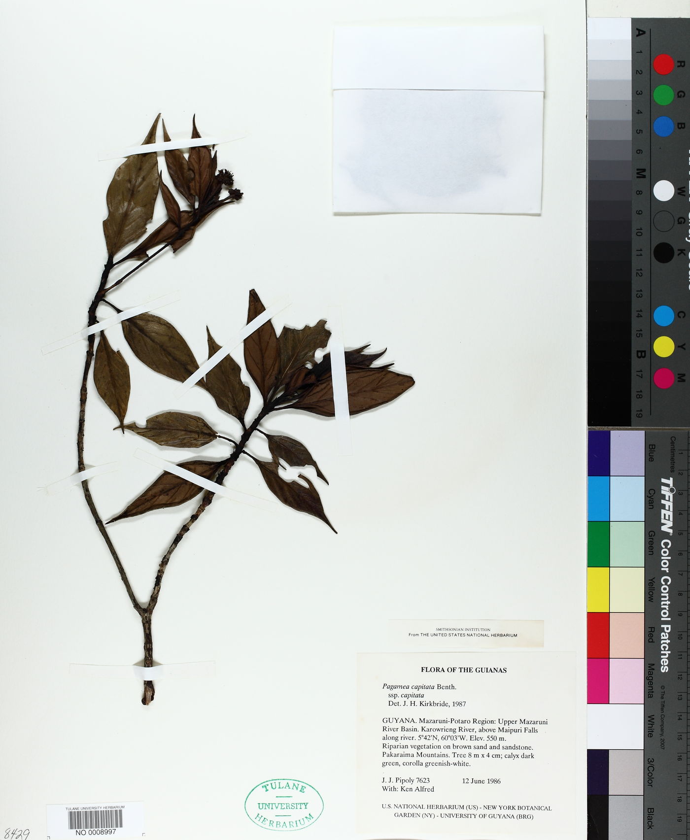 Pagamea capitata image