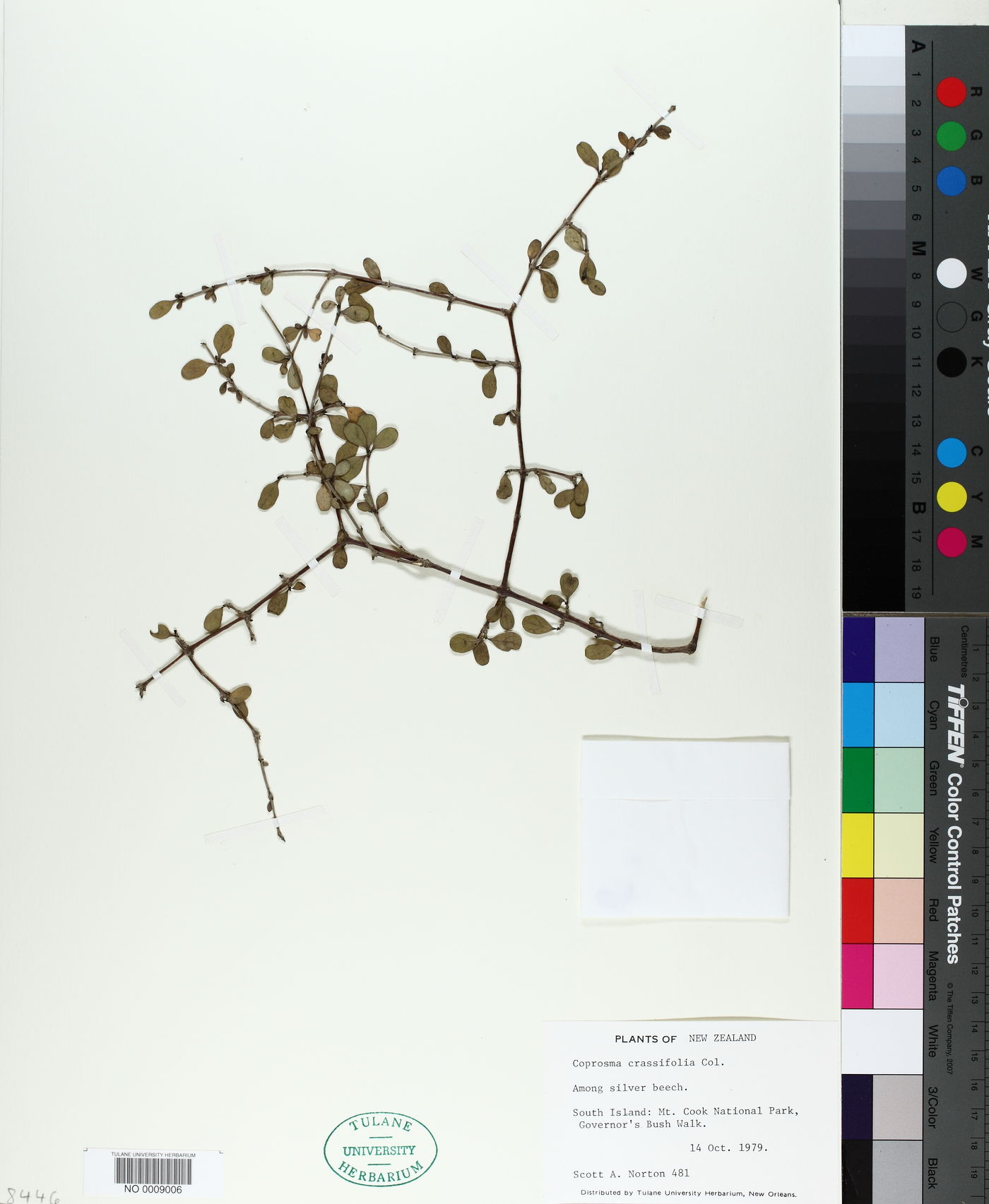 Coprosma crassifolia image