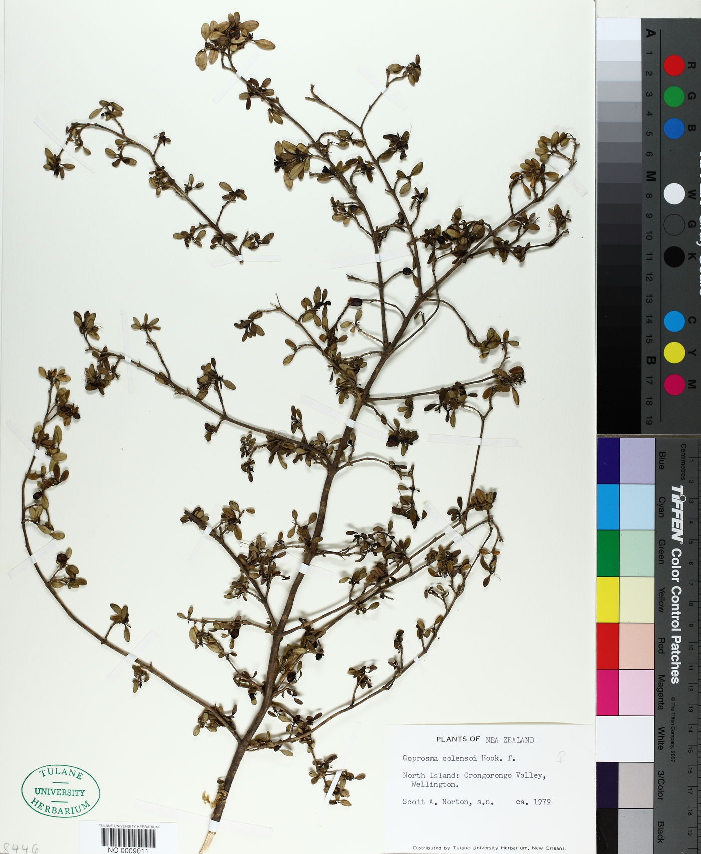 Coprosma colensoi image