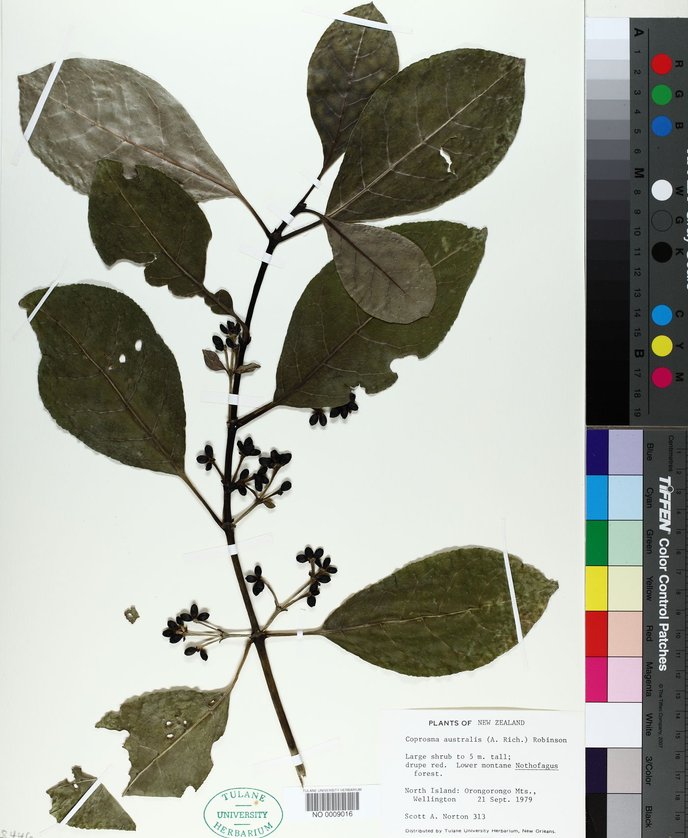 Coprosma lucida var. lucida image
