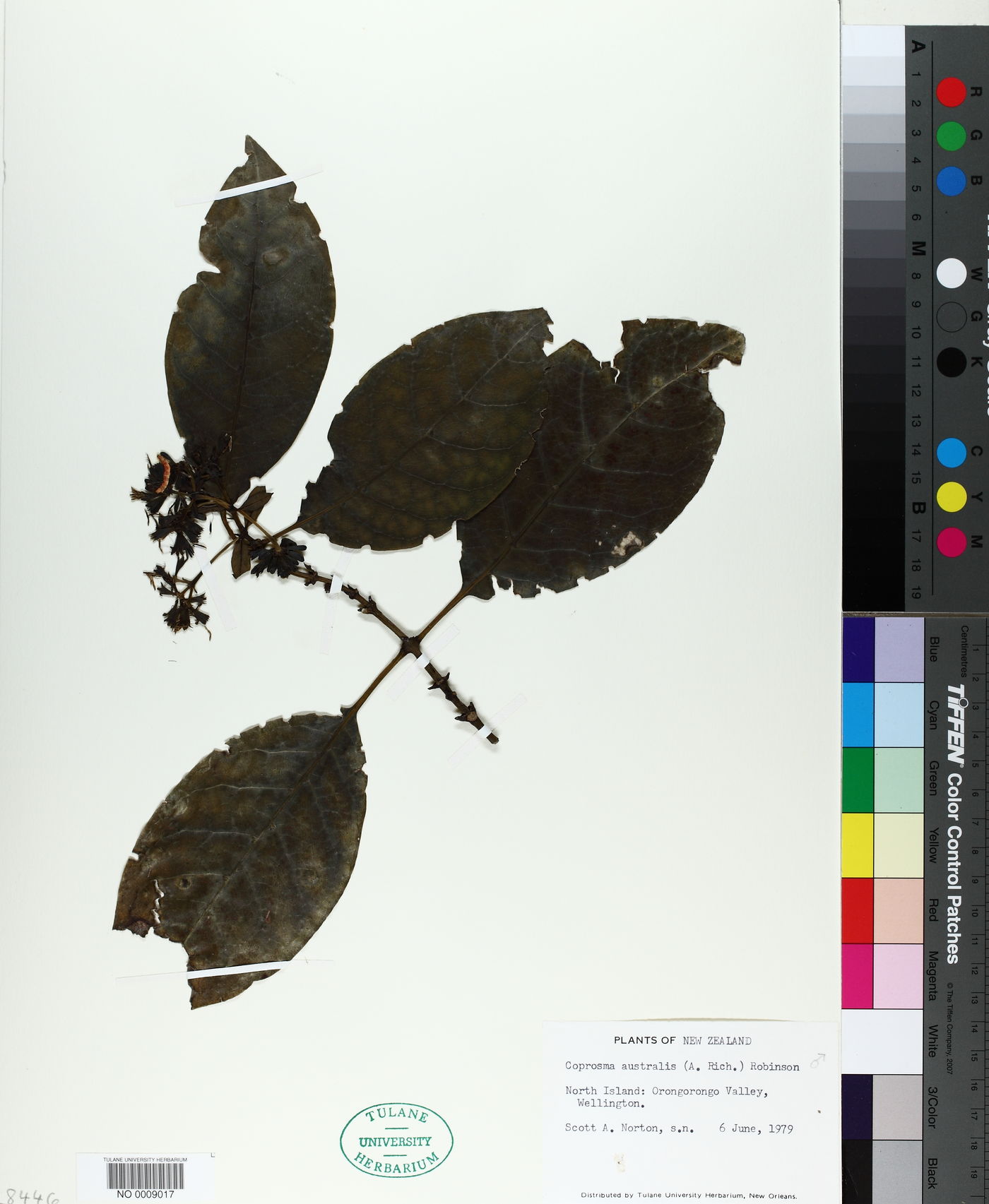 Coprosma lucida var. lucida image