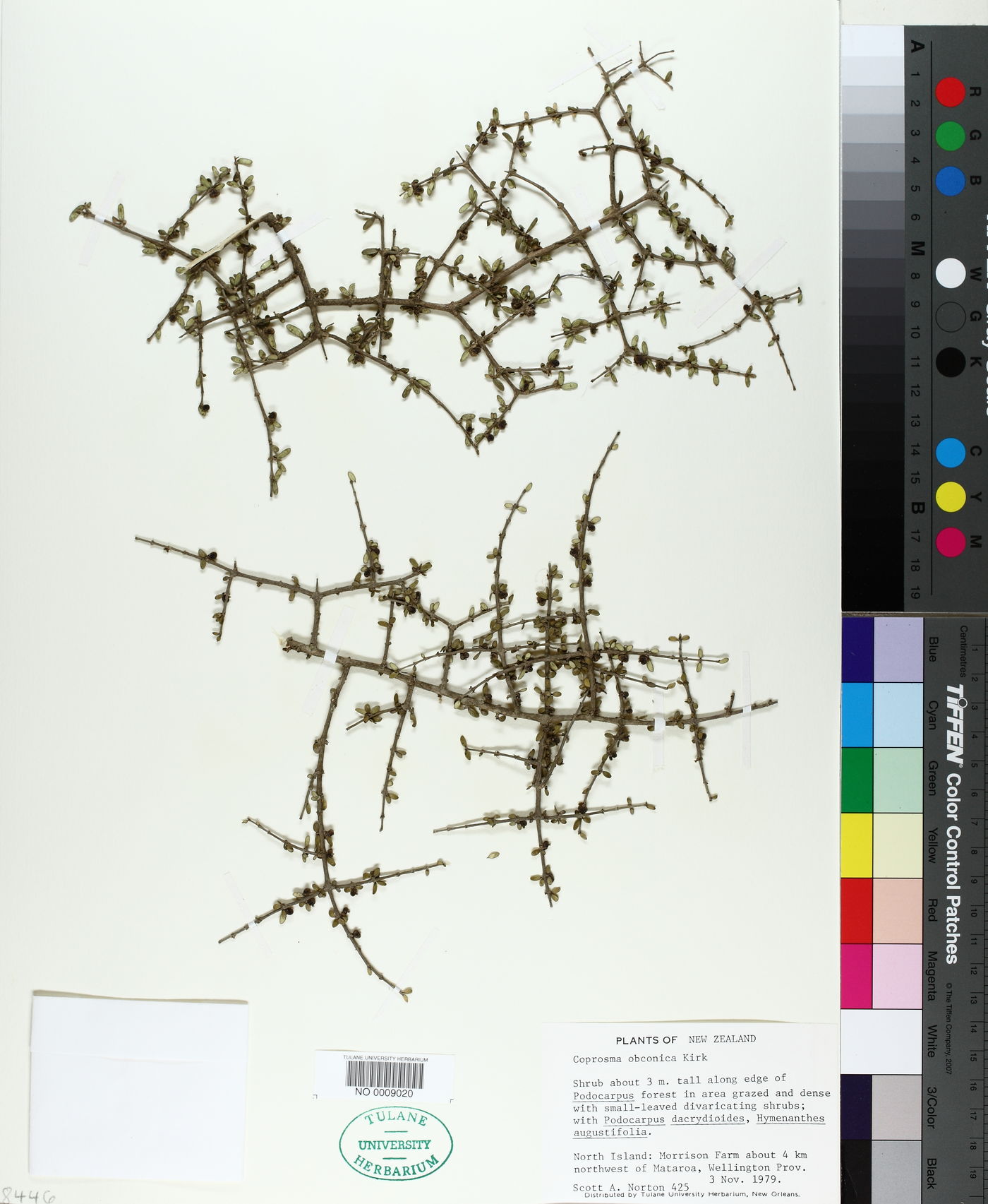 Coprosma obconica image