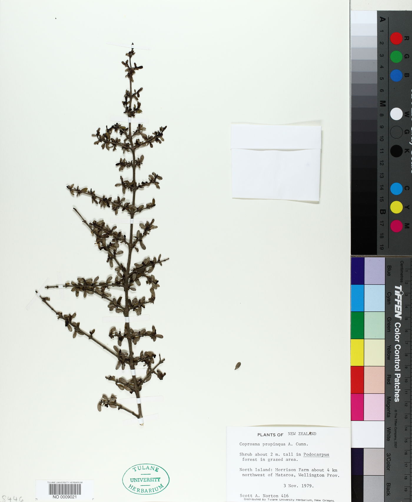 Coprosma propinqua image
