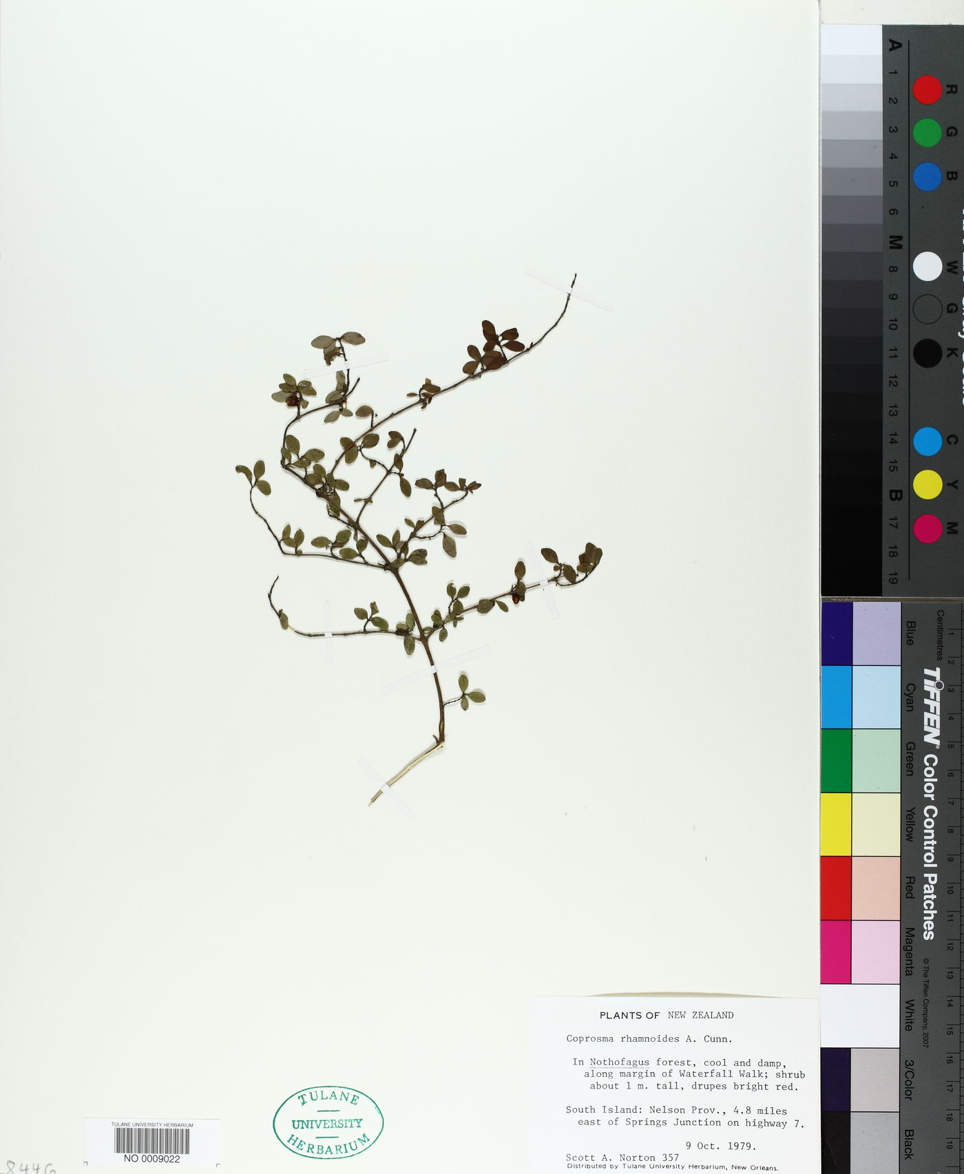 Coprosma rhamnoides image
