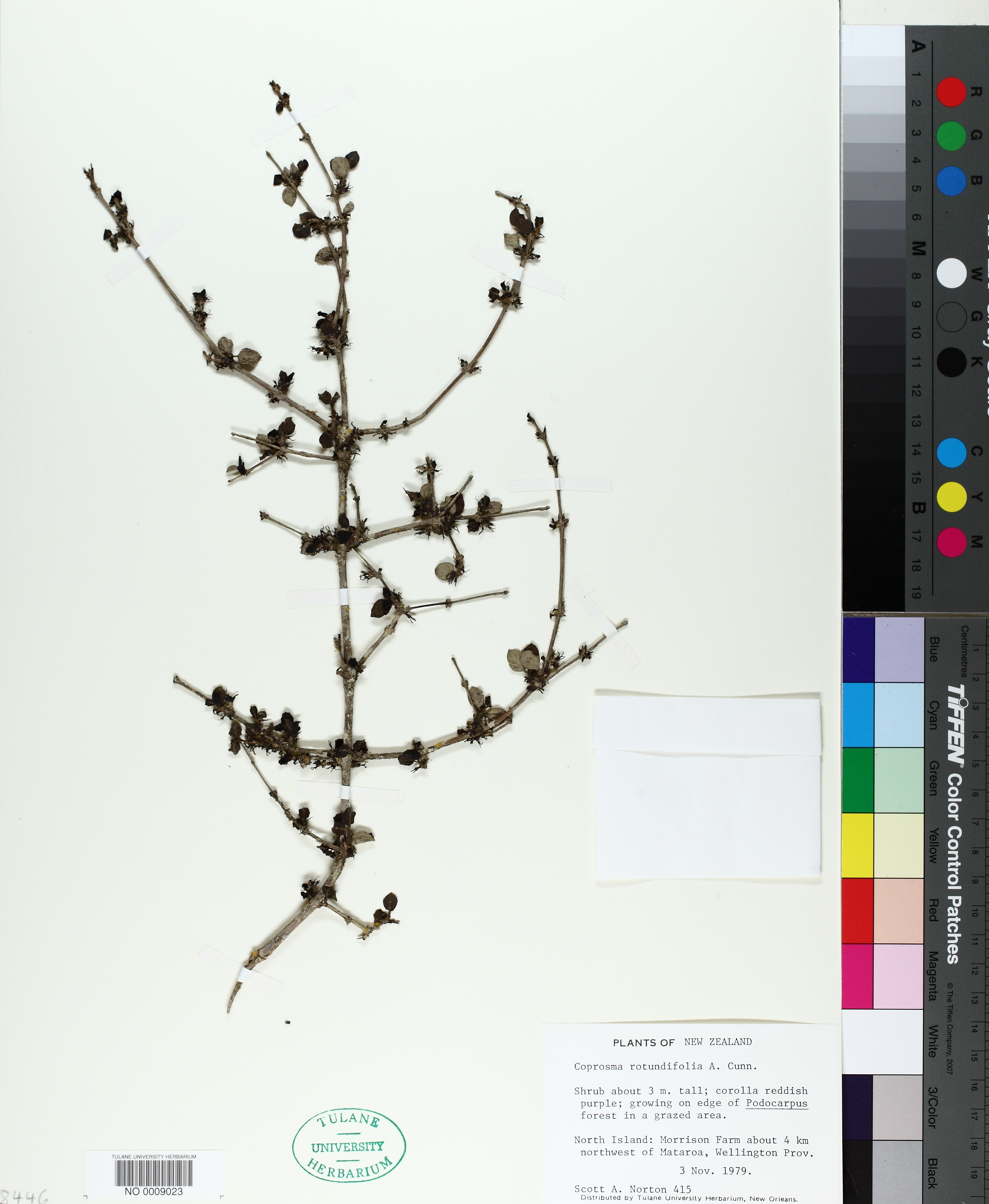 Coprosma rotundifolia thumbnail