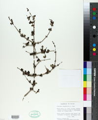 Image of Coprosma rotundifolia