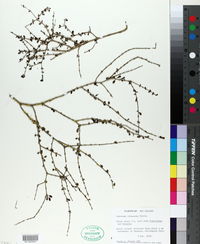 Image of Coprosma virescens