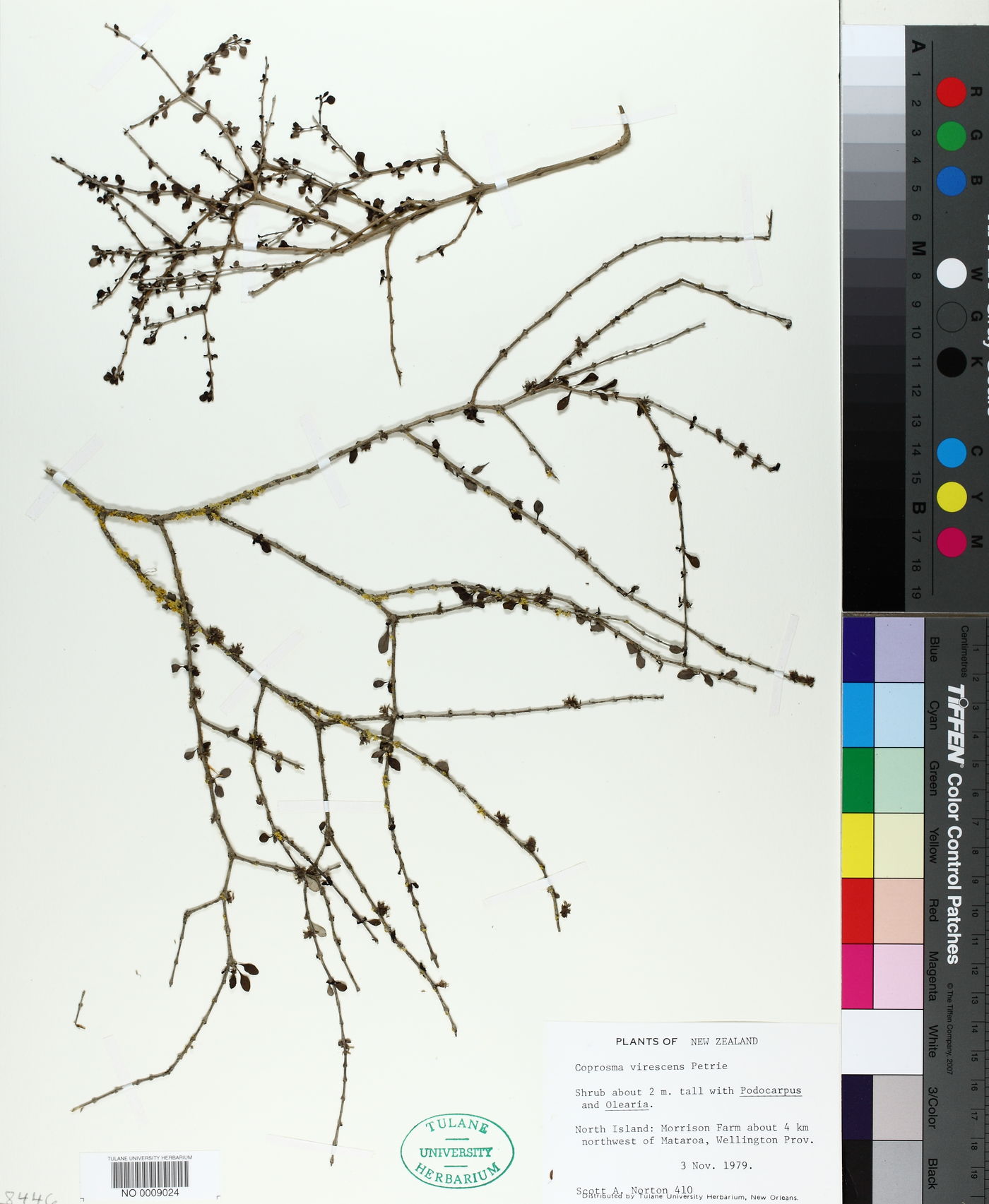 Coprosma virescens image