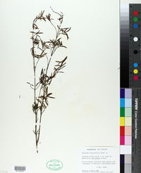 Image of Coprosma linariifolia
