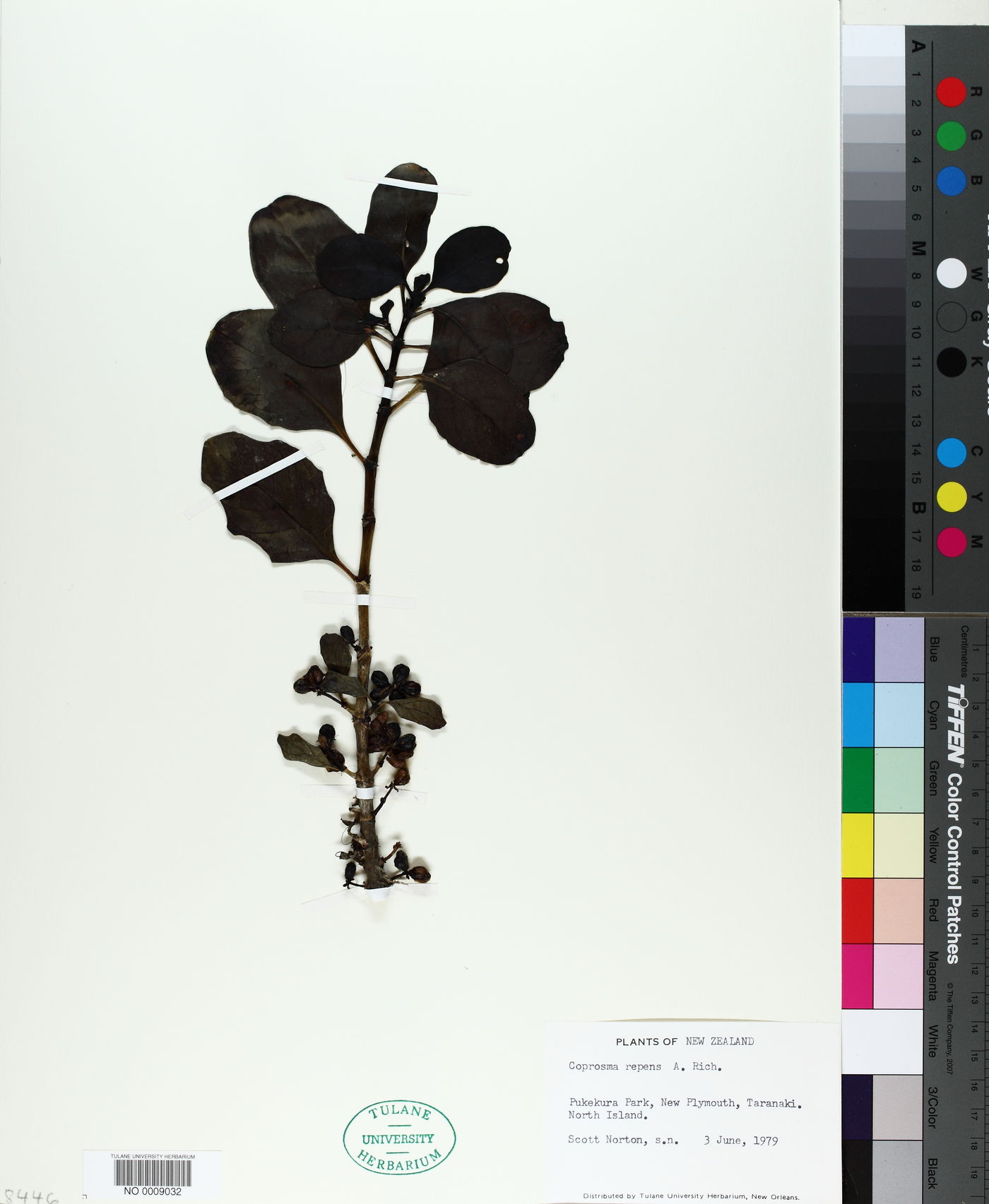 Coprosma repens image