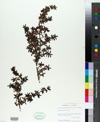 Image of Coprosma pseudocuneata