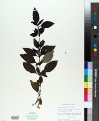 Image of Coprosma tenuifolia