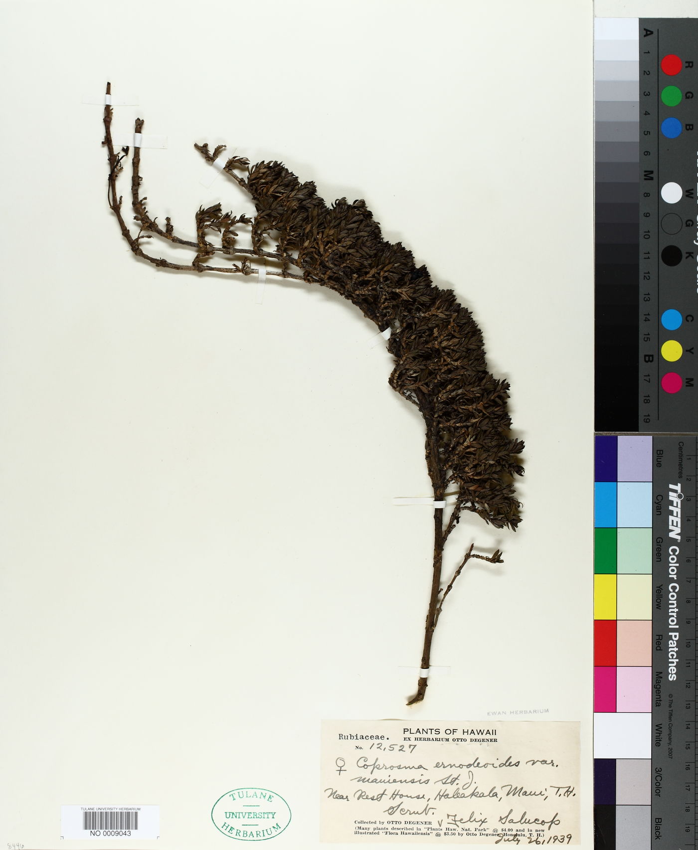 Coprosma ernodeoides var. mauiensis image
