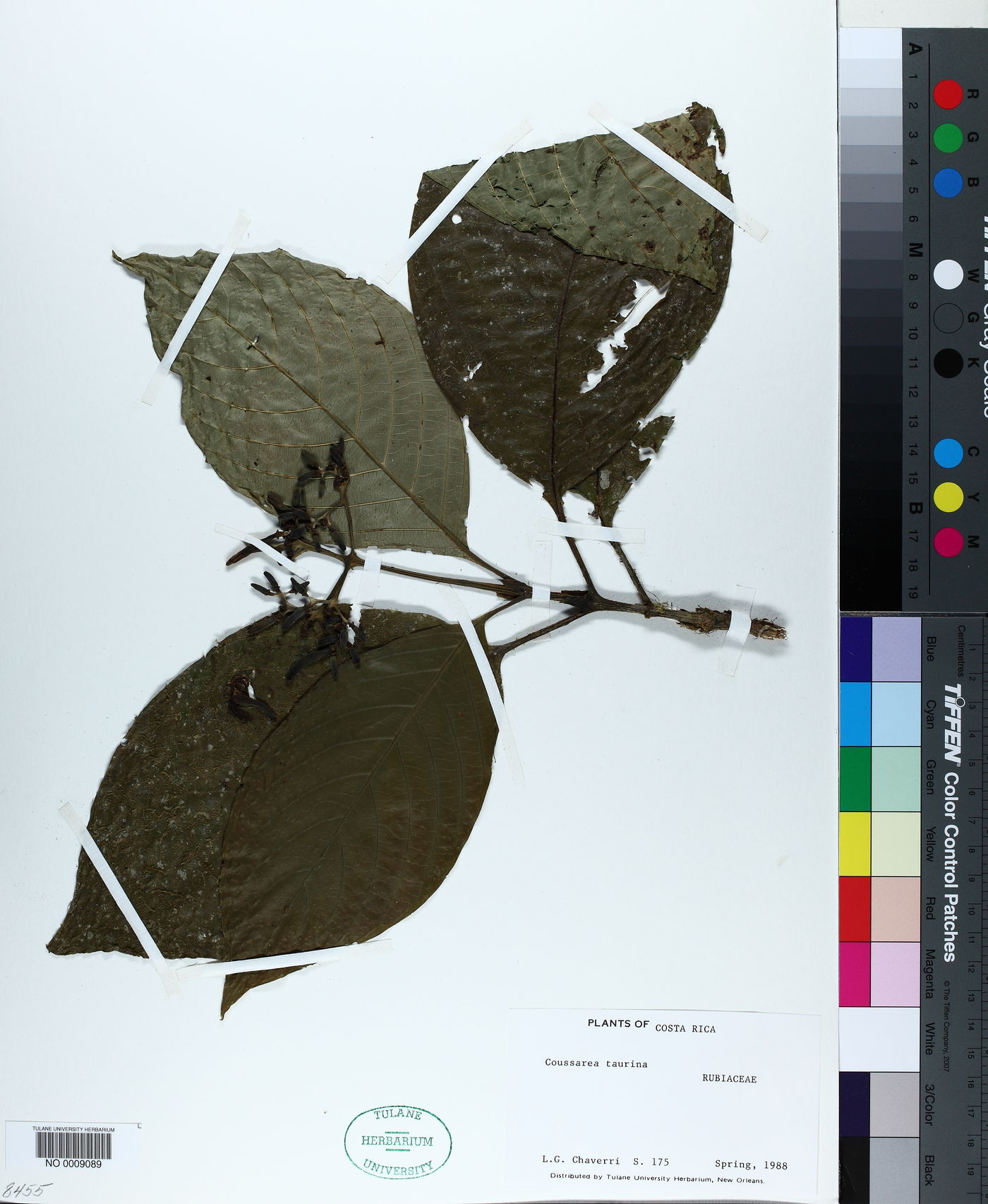 Palicourea hondensis image