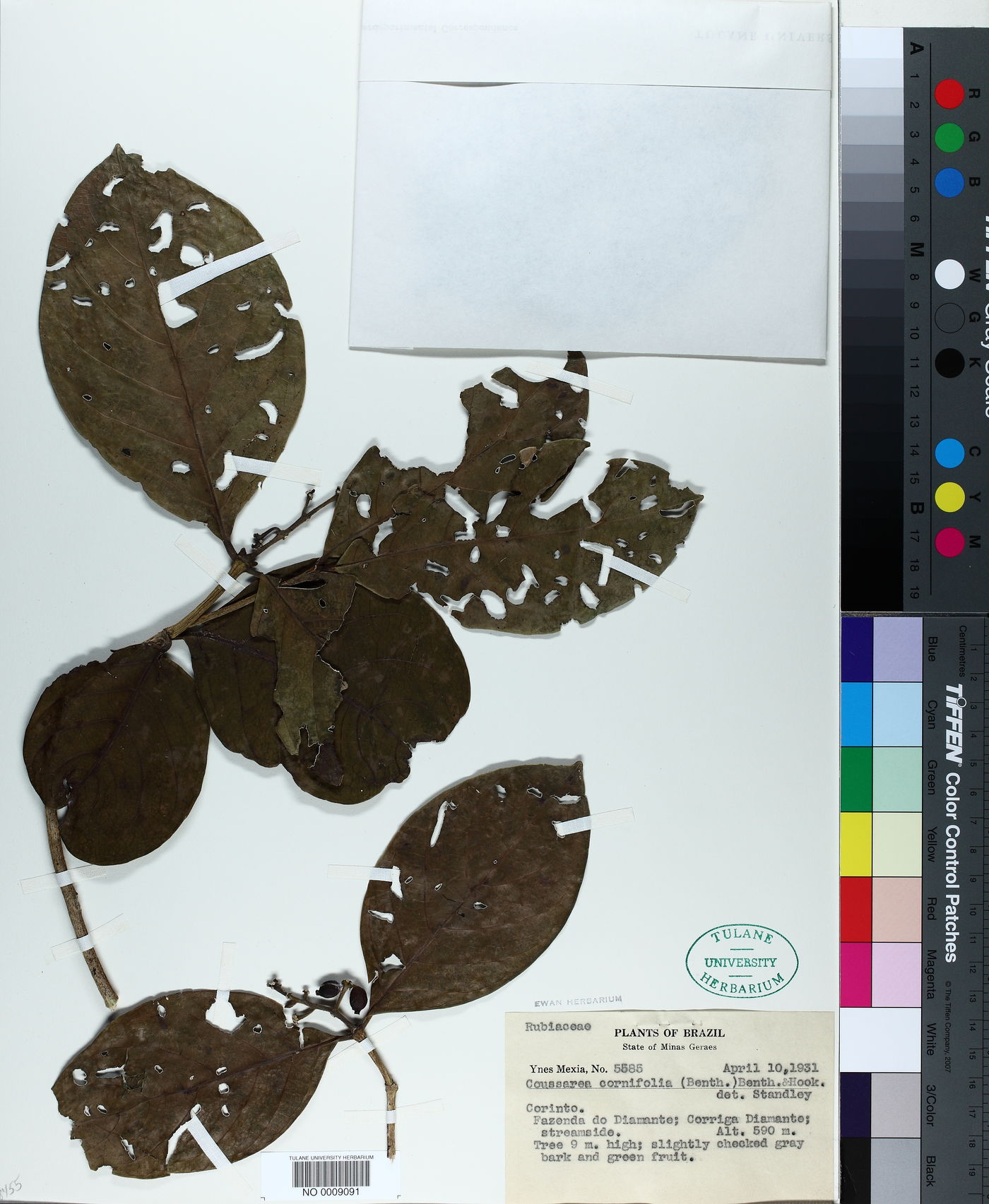 Coussarea hydrangeifolia image
