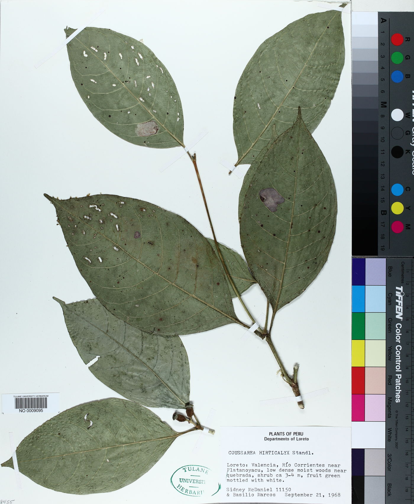 Coussarea hirticalyx image