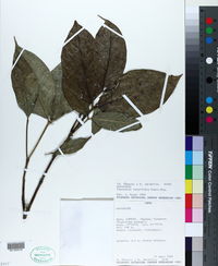 Image of Coussarea longiflora