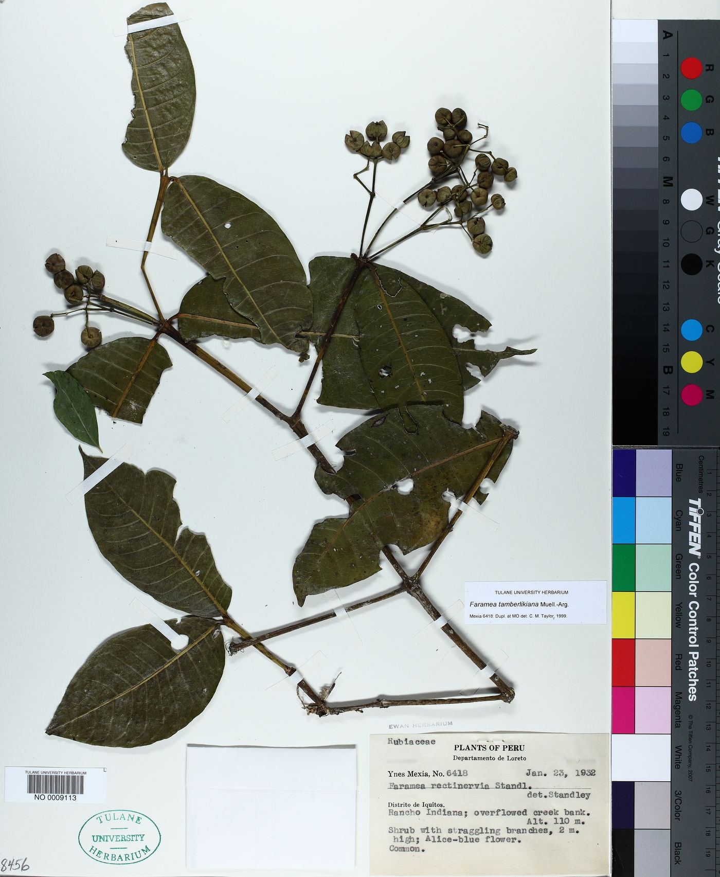 Faramea tamberlikiana image