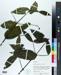 Image of Faramea amplifolia