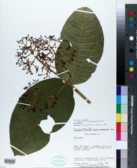 Image of Faramea sessilifolia
