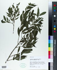 Image of Faramea sessilifolia