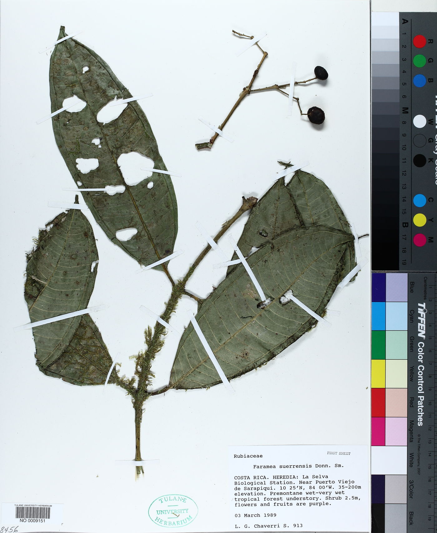 Faramea suerrensis image